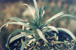 Celmisia viscosa